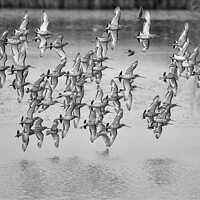 Buy canvas prints of Wader birds in flight by Helen Reid