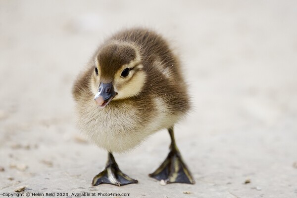 A cute fluffy duckling standing on a beach Picture Board by Helen Reid