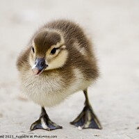 Buy canvas prints of A cute fluffy duckling standing on a beach by Helen Reid