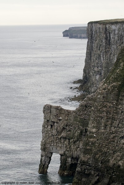 Bempton Cliffs Picture Board by Helen Reid