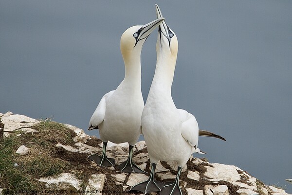 Gannet Birds beaks clacking together Picture Board by Helen Reid