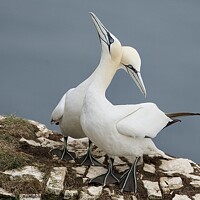 Buy canvas prints of Gannets together by Helen Reid