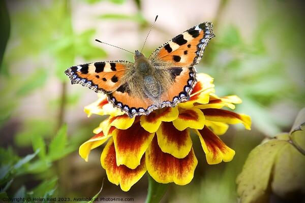 A close up of a tortoise shell butterfly on a flower Picture Board by Helen Reid