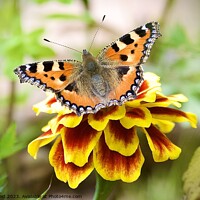 Buy canvas prints of A close up of a tortoise shell butterfly on a flower by Helen Reid