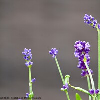 Buy canvas prints of Purple lavender flower stems by Helen Reid