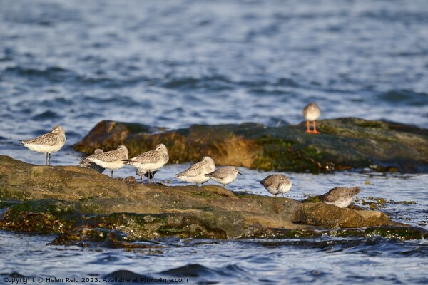 Wader birds resting on a rock Picture Board by Helen Reid