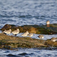 Buy canvas prints of Wader birds resting on a rock by Helen Reid