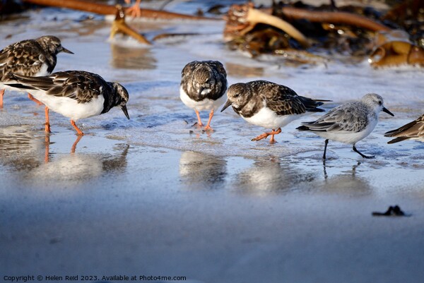 Wader birds on the shoreline Picture Board by Helen Reid