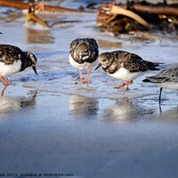 Buy canvas prints of Wader birds on the shoreline by Helen Reid
