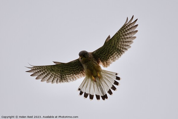 A kestrel bird flying in the sky Picture Board by Helen Reid