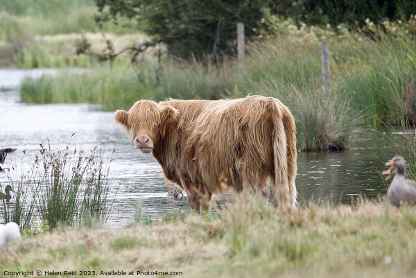 A brown highland cow standing next to a body of water Picture Board by Helen Reid