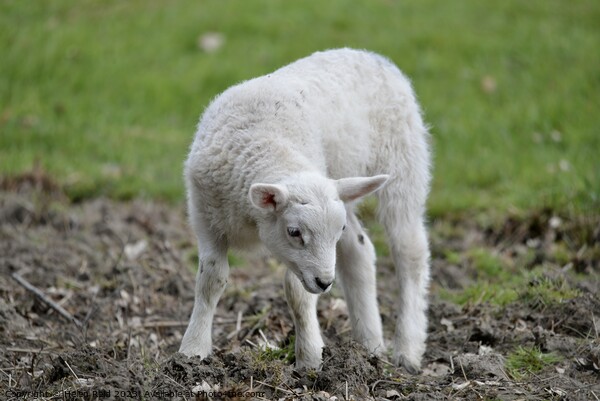 A baby sheep standing on top of a grass covered field Picture Board by Helen Reid