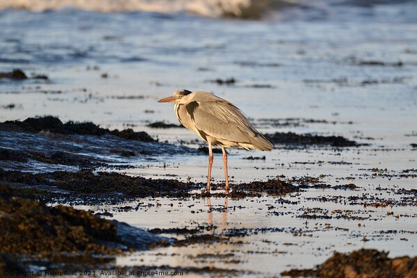 Grey Heron stood on the sea shore Picture Board by Helen Reid