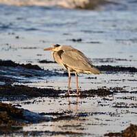 Buy canvas prints of Grey Heron stood on the sea shore by Helen Reid