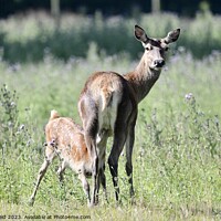 Buy canvas prints of Red deer hind and fawn feeding by Helen Reid