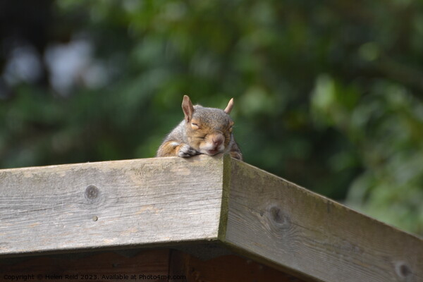 Sleeping squirrel Picture Board by Helen Reid