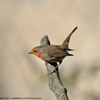 Buy canvas prints of Robin perpendicular to the branch by Helen Reid