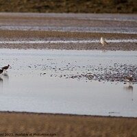 Buy canvas prints of Wader birds on a beach  by Helen Reid