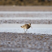 Buy canvas prints of Curlew wader bird on the wet sand  by Helen Reid