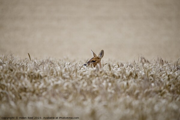 A Roe Deer doe head popping out over wheat crop field Picture Board by Helen Reid