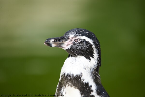Humboldt Penguin side profile headshot Picture Board by Helen Reid