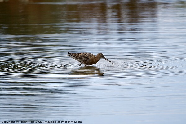 Blacktailed Godwit in a circle of water Picture Board by Helen Reid