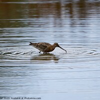 Buy canvas prints of Blacktailed Godwit in a circle of water by Helen Reid