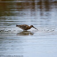 Buy canvas prints of Blacktailed Godwit by Helen Reid