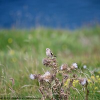 Buy canvas prints of Goldfinch on thistle seed head in a grass field by Helen Reid