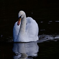 Buy canvas prints of Mute swan swimming by Helen Reid