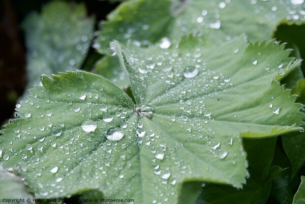 Droplets of water on a Plant leaves Picture Board by Helen Reid