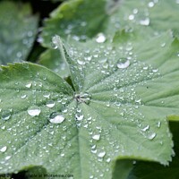 Buy canvas prints of Droplets of water on a Plant leaves by Helen Reid