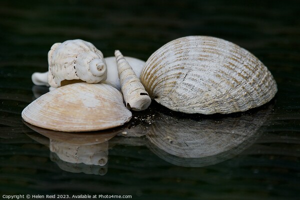 Seashells Picture Board by Helen Reid