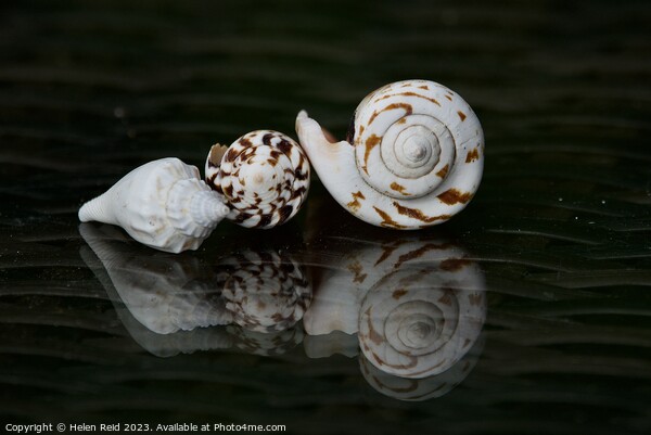 Spiral seashells Picture Board by Helen Reid