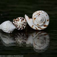 Buy canvas prints of Spiral seashells by Helen Reid