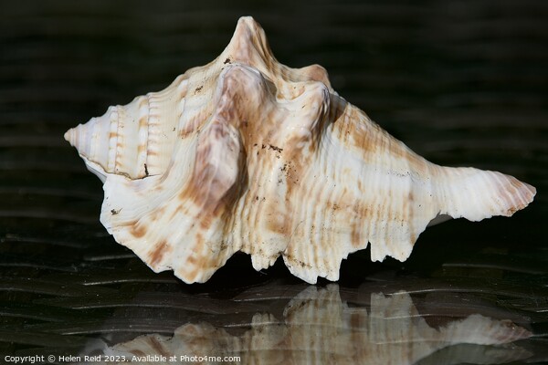 Seashell  Picture Board by Helen Reid