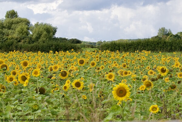 Field of sunflowers Picture Board by Helen Reid
