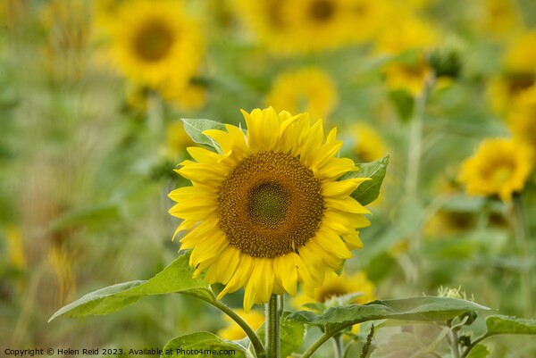 Sunflower Plant Picture Board by Helen Reid