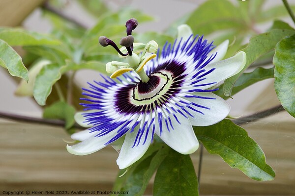 Blue crown Passion flower plant Picture Board by Helen Reid