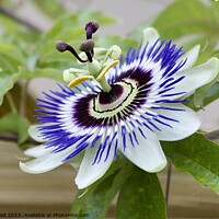 Buy canvas prints of Blue crown Passion flower plant by Helen Reid