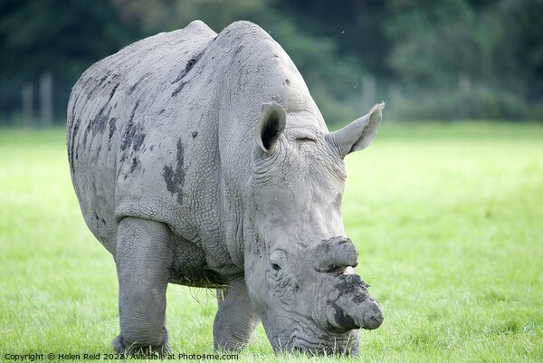 Rhinoceros standing on a lush green field - Knowsley Safari Park UK Picture Board by Helen Reid