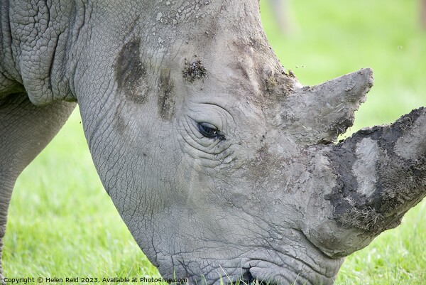 A rhinoceros standing on a lush green field eating - side head view Picture Board by Helen Reid