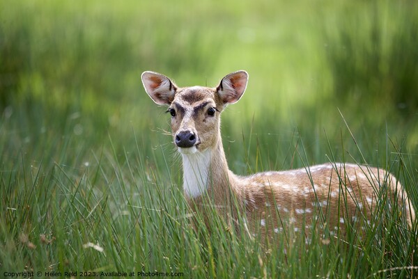 Sika deer Animal on the field Picture Board by Helen Reid
