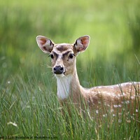 Buy canvas prints of Sika deer Animal on the field by Helen Reid