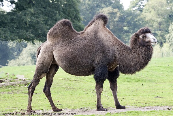 Bactrian Camel - Knowsley Safari Park Picture Board by Helen Reid