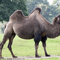 Buy canvas prints of Bactrian Camel - Knowsley Safari Park by Helen Reid