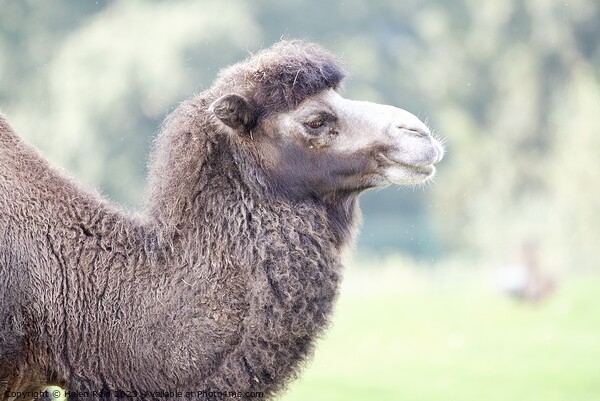 A close up of a Bactrian Camel - Knowsley Safari Park Picture Board by Helen Reid