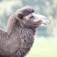 Buy canvas prints of A close up of a Bactrian Camel - Knowsley Safari Park by Helen Reid