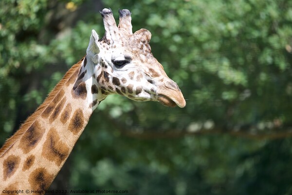 A close up of a giraffe head - Knowsley Safari Park Picture Board by Helen Reid