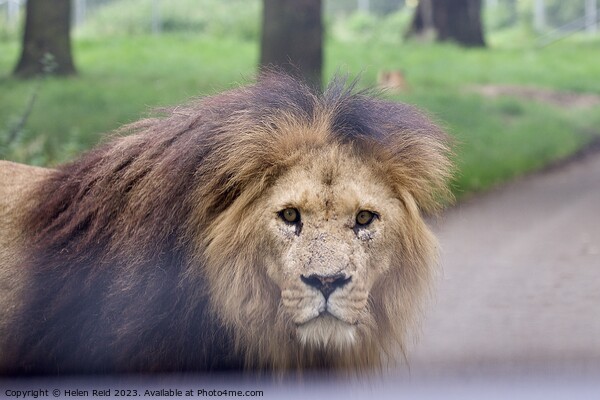 Male Lion staring at Camera - Knowsley Safari Park Picture Board by Helen Reid